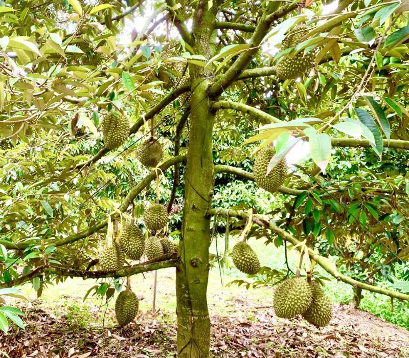 BÁN 100 MẪU VƯỜN 3 MẶT TIỀN TẠI HƯNG LONG, PHÚ RIỀNG , ĐỒNG NAI