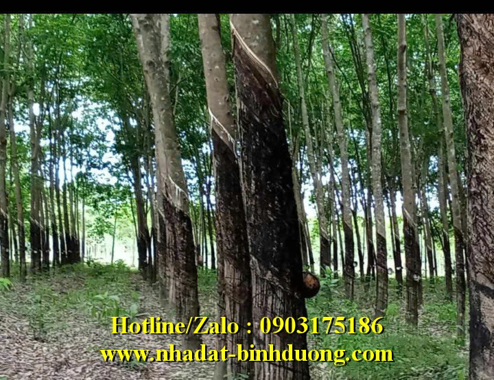 BÁN ĐẤT & CAO SU 15.783M2 TẠI THANH AN, DẦU TIẾNG, BÌNH DƯƠNG 14 TỶ