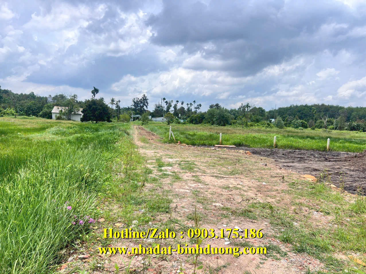 BÁN ĐẤT 1.167M2 LONG NGUYÊN, BÀU BÀNG, BÌNH DƯƠNG CHỈ 1,650 TỶ