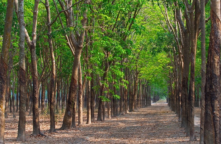 BÁN ĐẤT 200 HECTA CAO SU PHÁT TRIỂN DỰ ÁN CỤM KHU CÔNG NGHIỆP