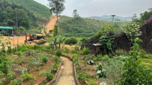 Chuyển Nhượng Đất Rừng Sản Xuất Gần 360ha Đang Trồng Sâm – Đắk Lắk