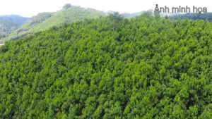 Chuyển Nhượng 530 ha Đất Rừng Sản Xuất – Lâm Đồng