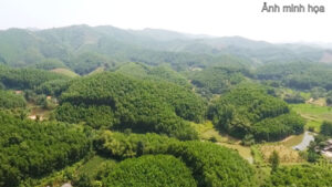 Chuyển Nhượng Đất Lâm Nghiệp Gần 300Ha Trồng Mắc Ca Và Thông – Lâm Đồng